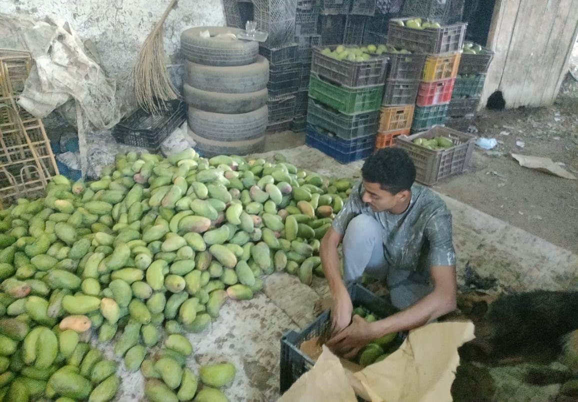 مخازن المزارع تبدء عمليات الفرز والتجهيز للمانجا بالأقصر