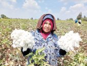 كيف تساهم زراعة الأقطان قصيرة التيلة في خفض الواردات وتلبية احتياجات الصناعة الوطنية؟ manshetat