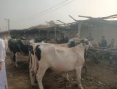 القبض على مستأجر سوق المواشى بدمنهور لاتهامه بتقديم خطاب ضمان مزور manshetat