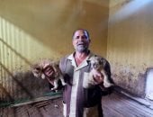 آخر تحديث.. مولودين من 48 ساعة مسعد ويحيى أصغر أسدين فى حديقة حيوان بنى سويف فيديو