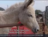 لصوص الحمير إسرائيل تسرق حمير غزة وتمنحها حق اللجوء في فرنسا صور manshetat