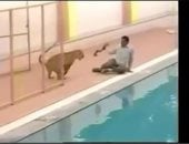 نهش رقبته نمر يهرب من قفص ويهاجم إسرائيلى فى حديقة حيوان بالقدس