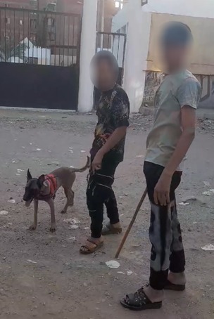 واقعة ترهيب أطفال بالكلاب واقعة ترهيب أطفال بالكلاب