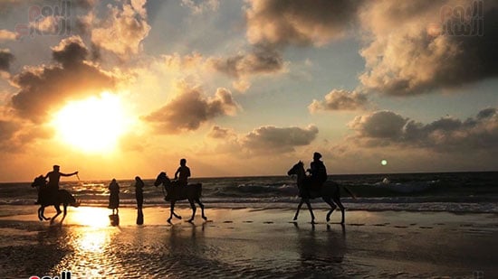 الخيل-على-شاطئ-العريش الخيل-على-شاطئ-العريش