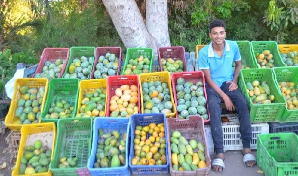 أول قطفة لثمار المانجو لتغزو الأسواق خلال الأسابيع المقبلة